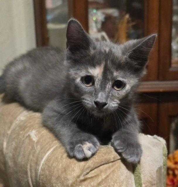 Dixie, a Adoptable Domestic Short Hair in Antioch, CA image 1/2