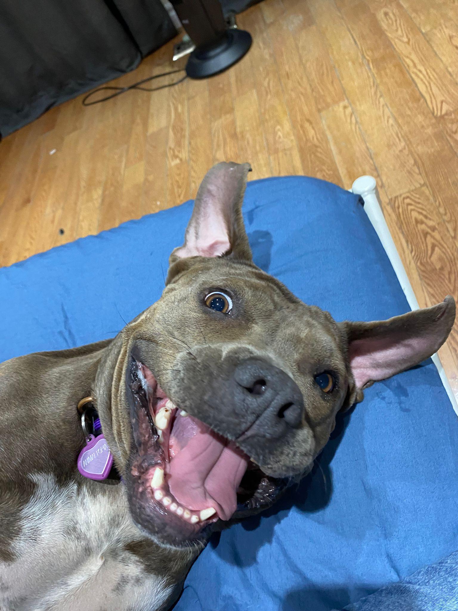 Enlarge Hazel, a Adoptable mixed breed in Buffalo, NY image 5/5