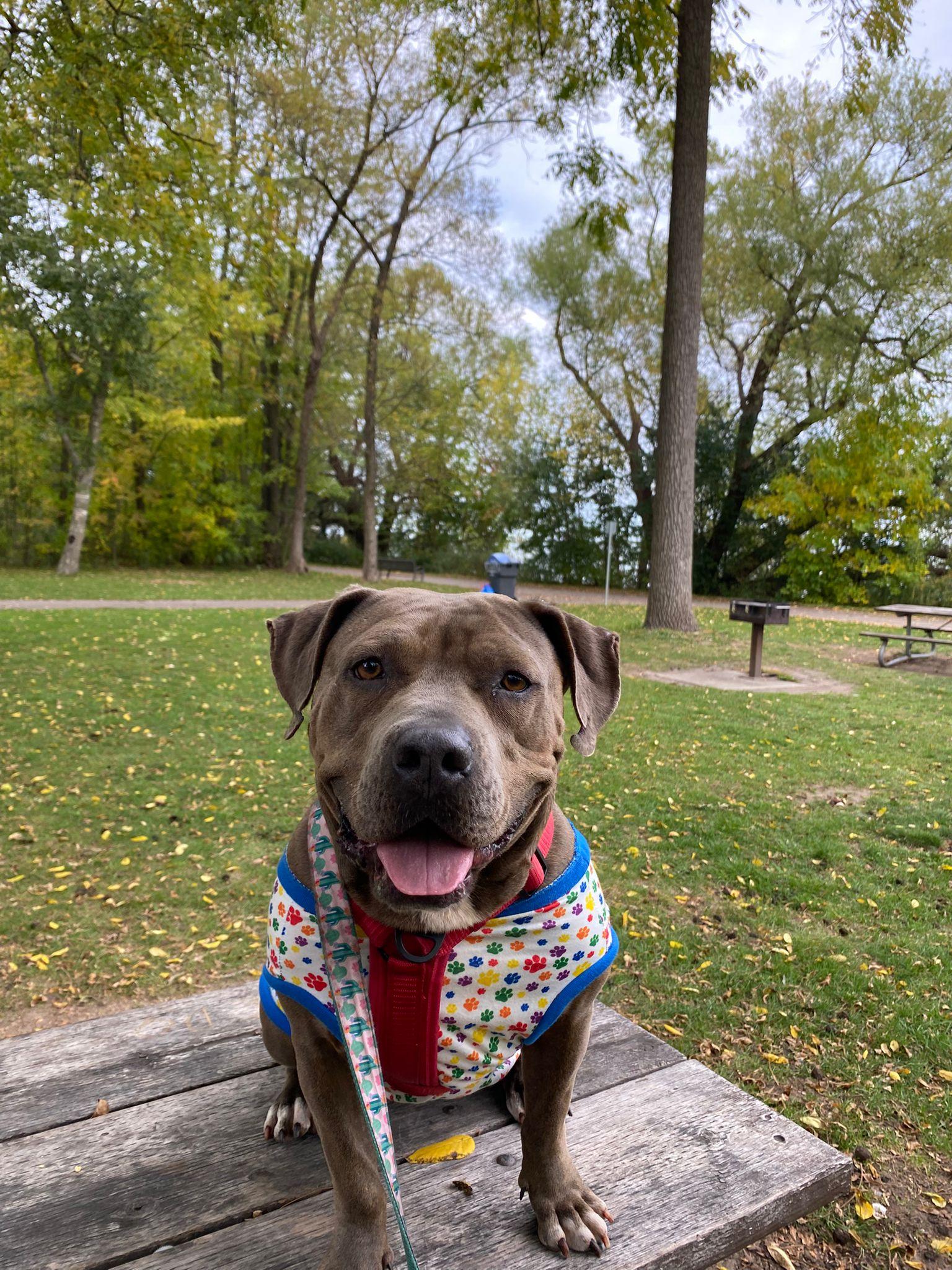 Enlarge Hazel, a Adoptable mixed breed in Buffalo, NY image 3/5