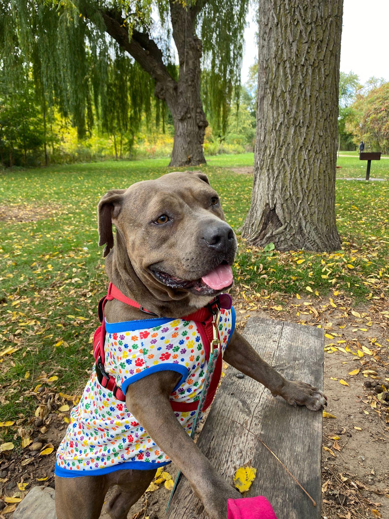 Enlarge Hazel, a Adoptable mixed breed in Buffalo, NY image 4/5