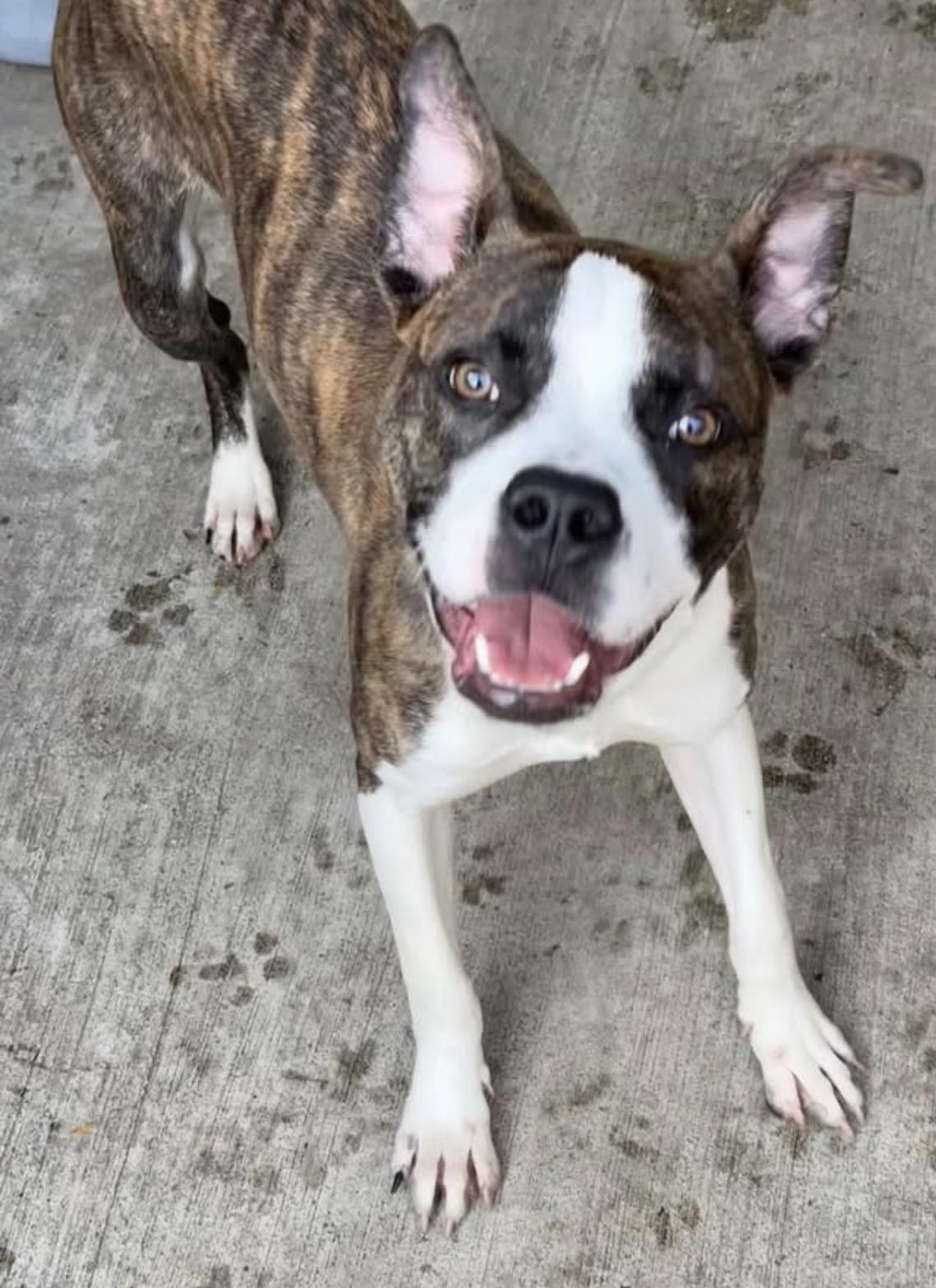 Launchpad, ADOPTABLE, Young Male Pit Bull Terrier.