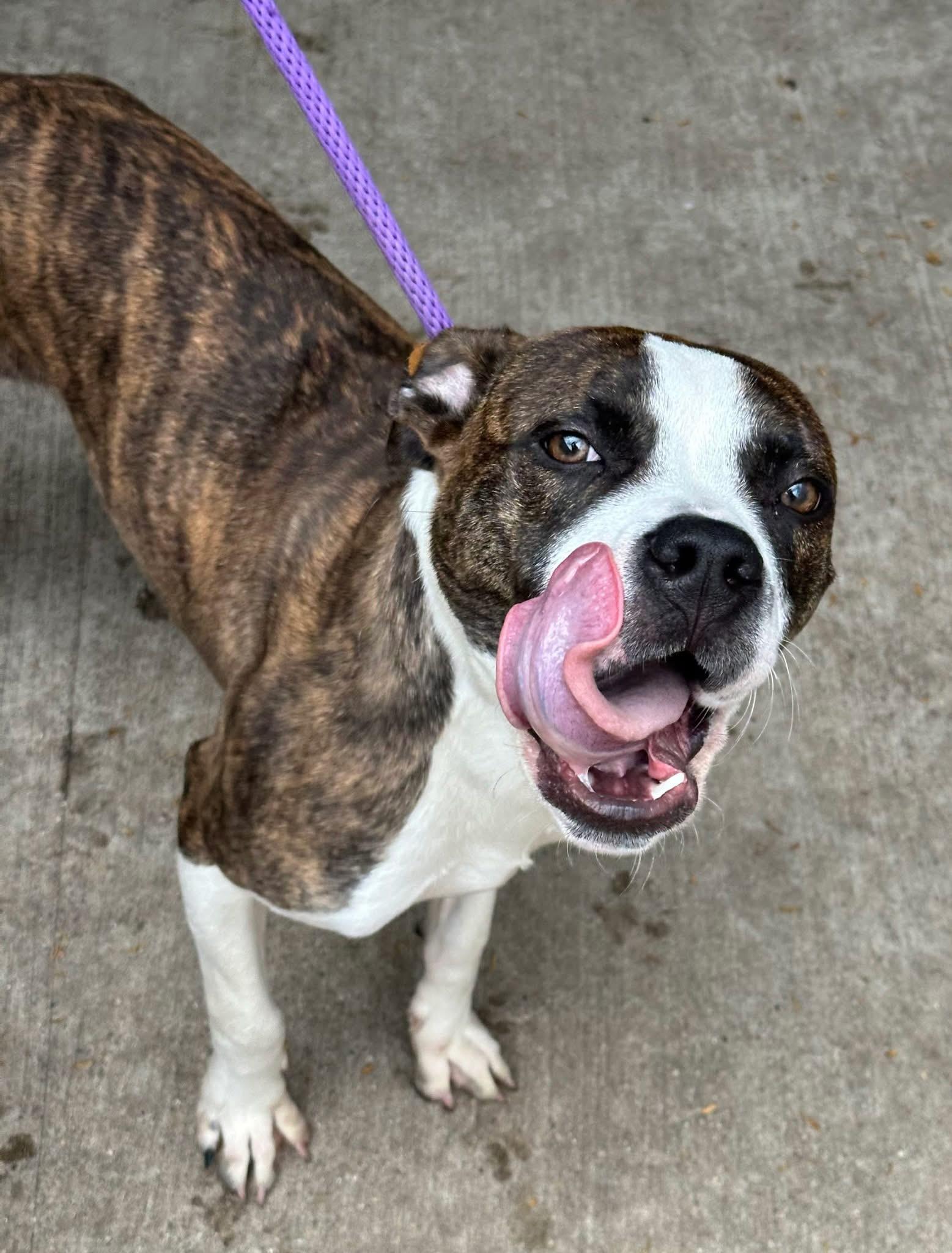 Enlarge Launchpad, a ADOPTABLE Pit Bull Terrier in Chicago, IL image 2/5