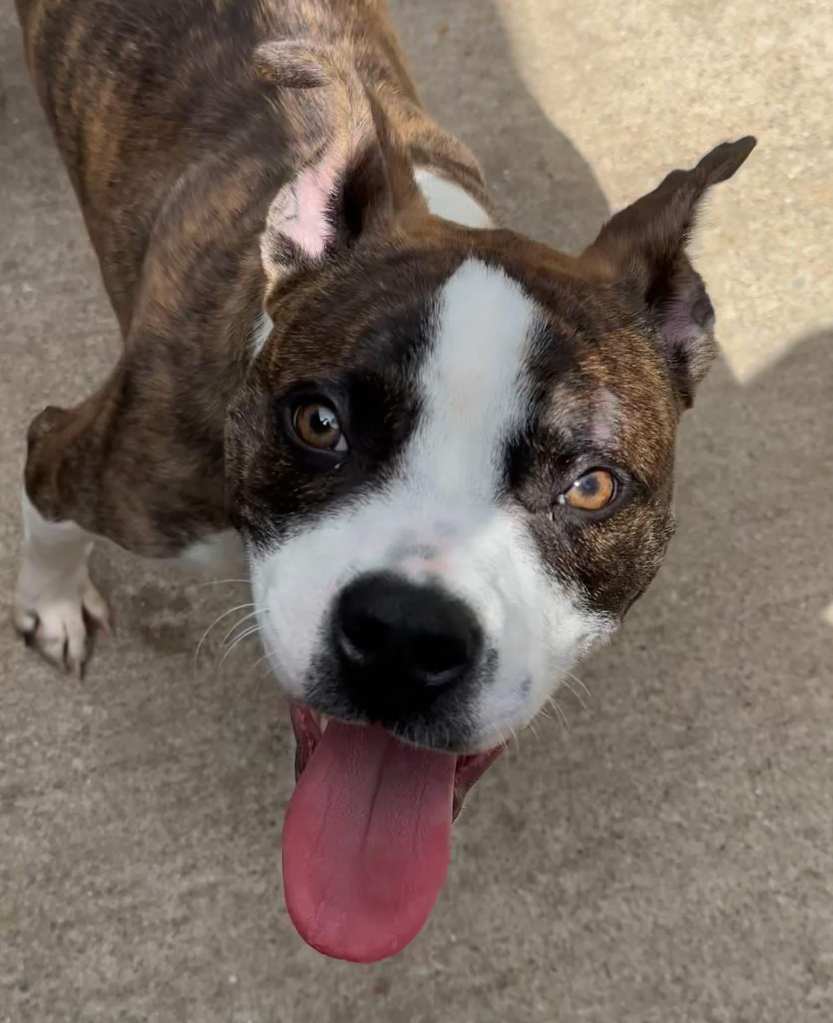 Enlarge Launchpad, a ADOPTABLE Pit Bull Terrier in Chicago, IL image 4/5