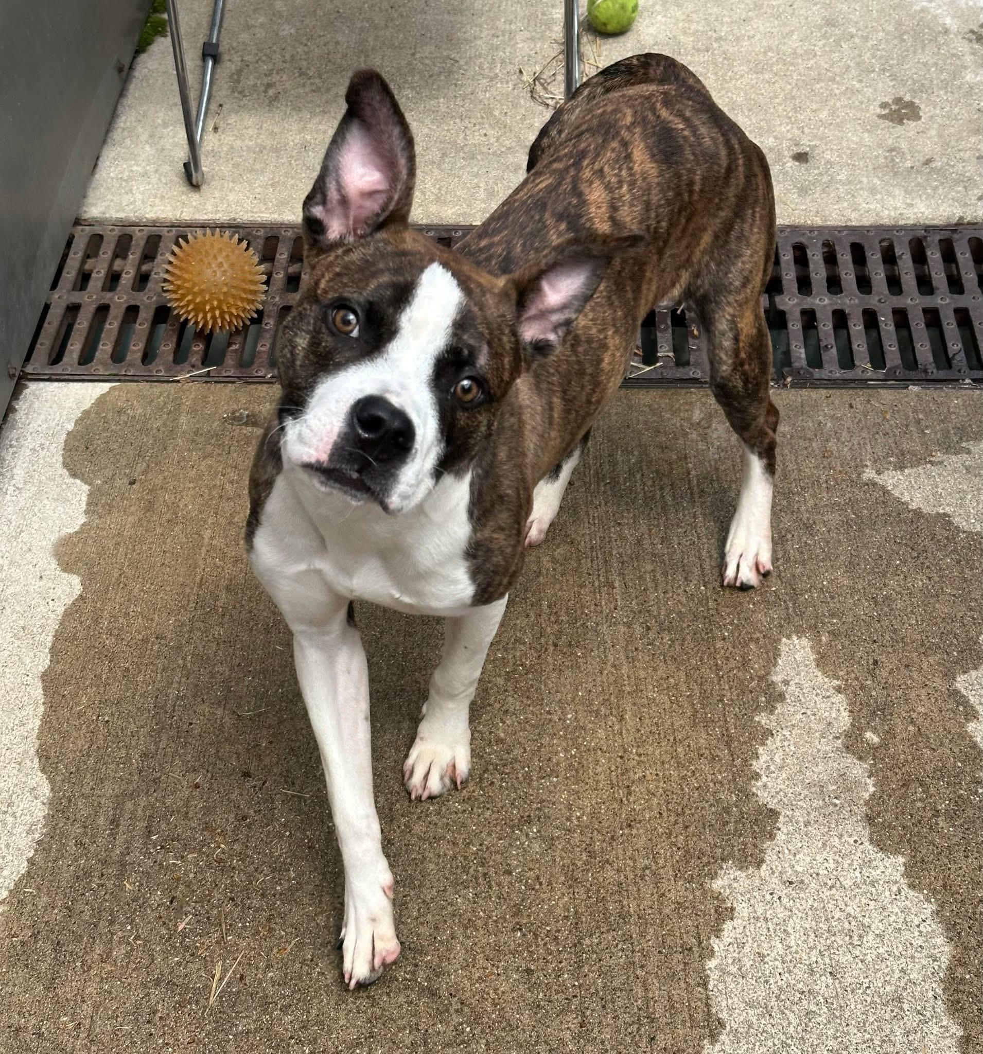 Enlarge Launchpad, a ADOPTABLE Pit Bull Terrier in Chicago, IL image 3/5