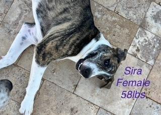 Sira, Adoptable, Young Female Labrador Retriever & Cattle Dog.