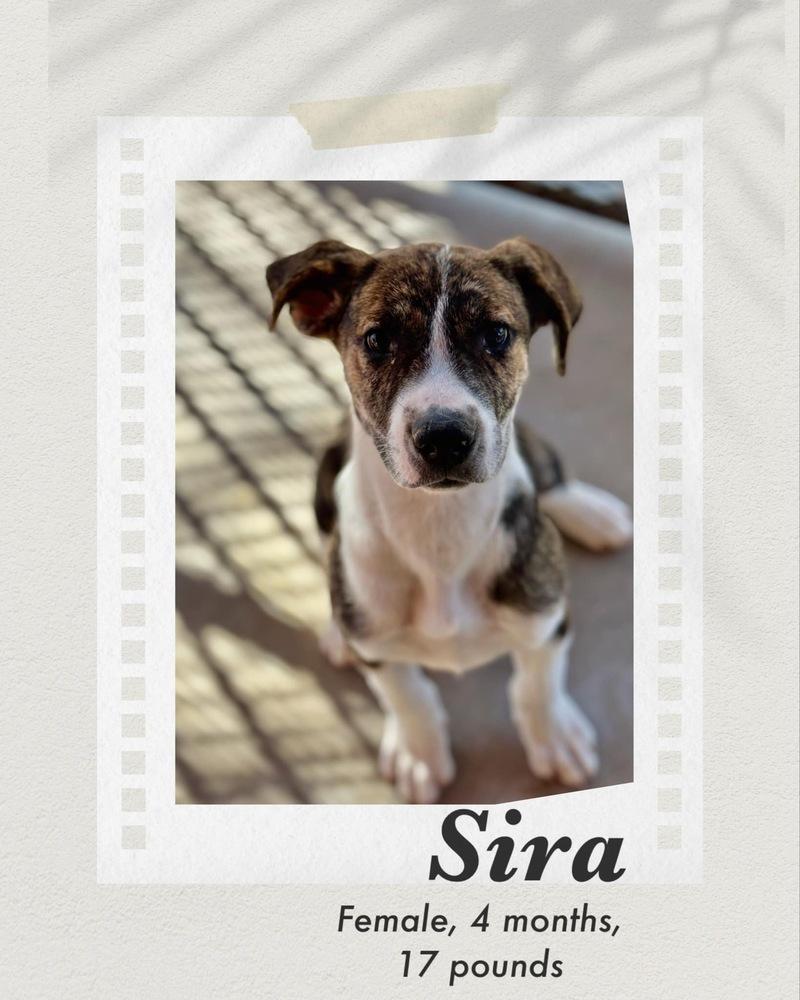 Enlarge Sira, a Adoptable mixed breed in Puerto Penasco, SON image 2/2
