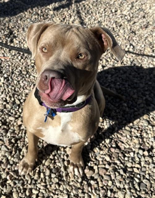 Enlarge BOOTS, a Adoptable Pit Bull Terrier in Loveland, CO image 1/1