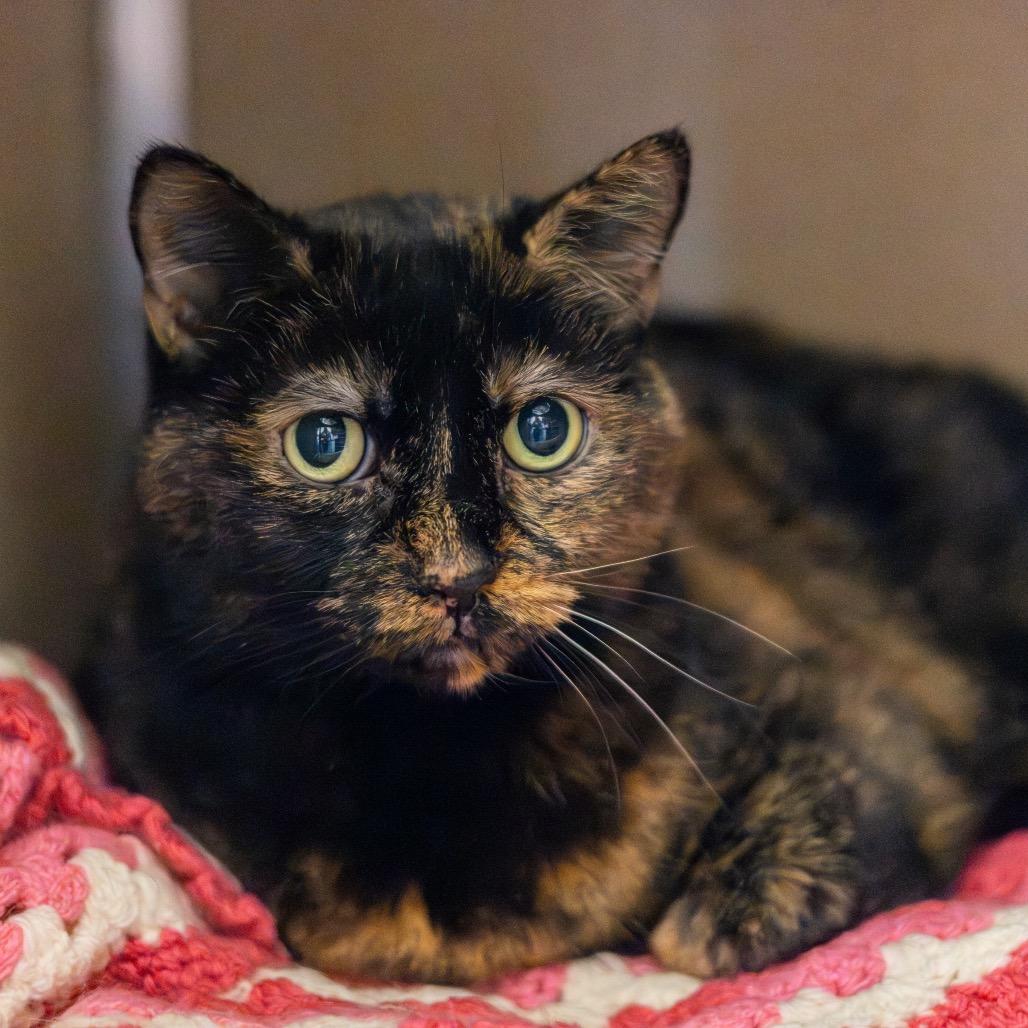 Lulu, a Adoptable Domestic Short Hair in Wilmington, DE image 1/3