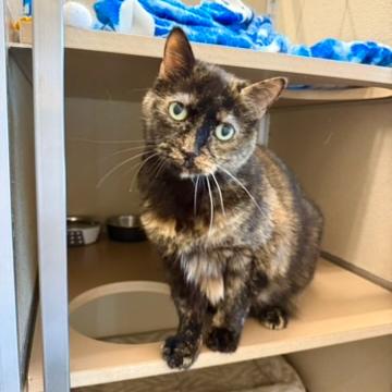 Enlarge Lulu, a Adoptable Domestic Short Hair in Wilmington, DE image 3/4