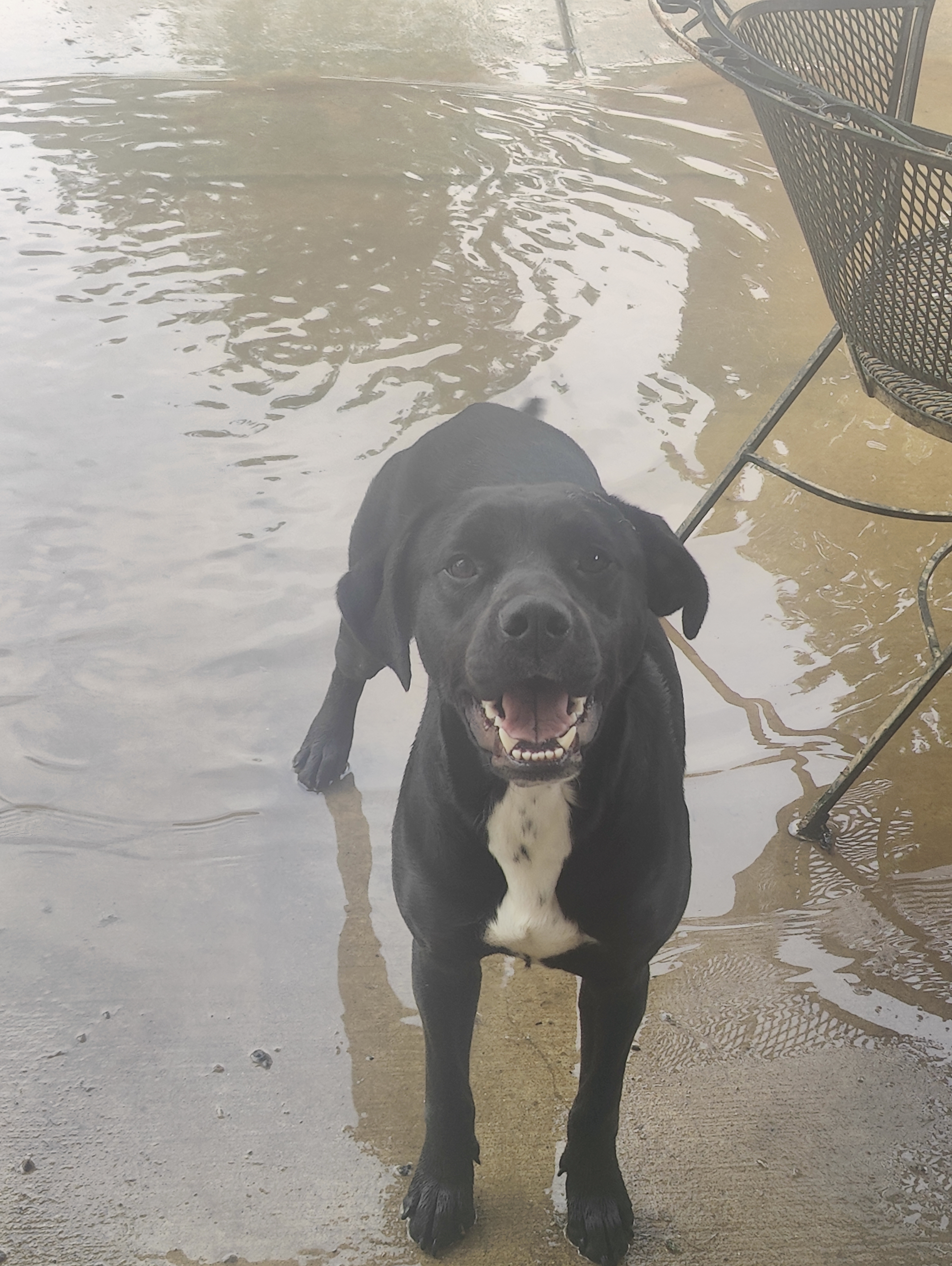 Enlarge Black Betty, a Adopted Black Labrador Retriever in CLARKSVILLE, TN image 1/1