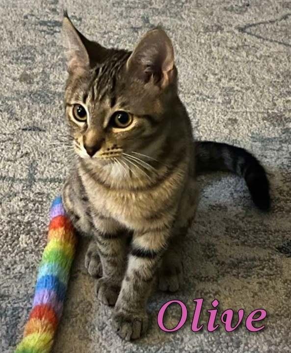 Olive