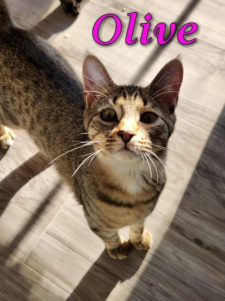 Olive