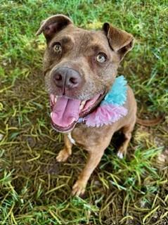 DEJA, Adoptable, Adult Female Mixed Breed.