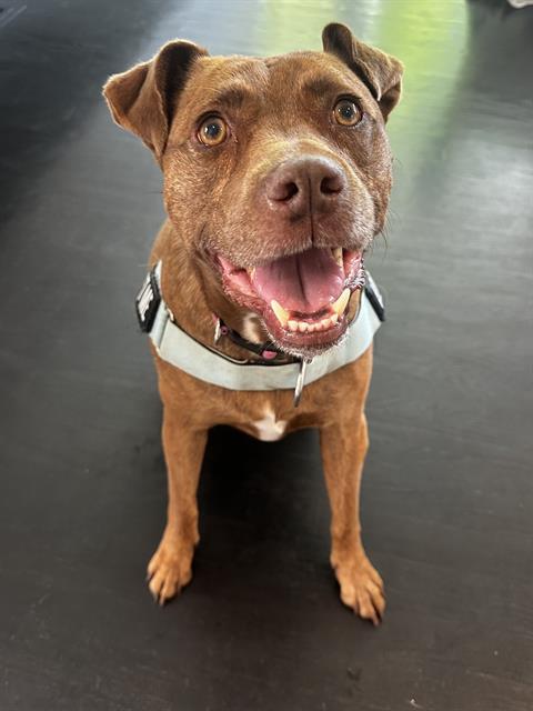 DEJA, Adoptable, Adult Female Mixed Breed.