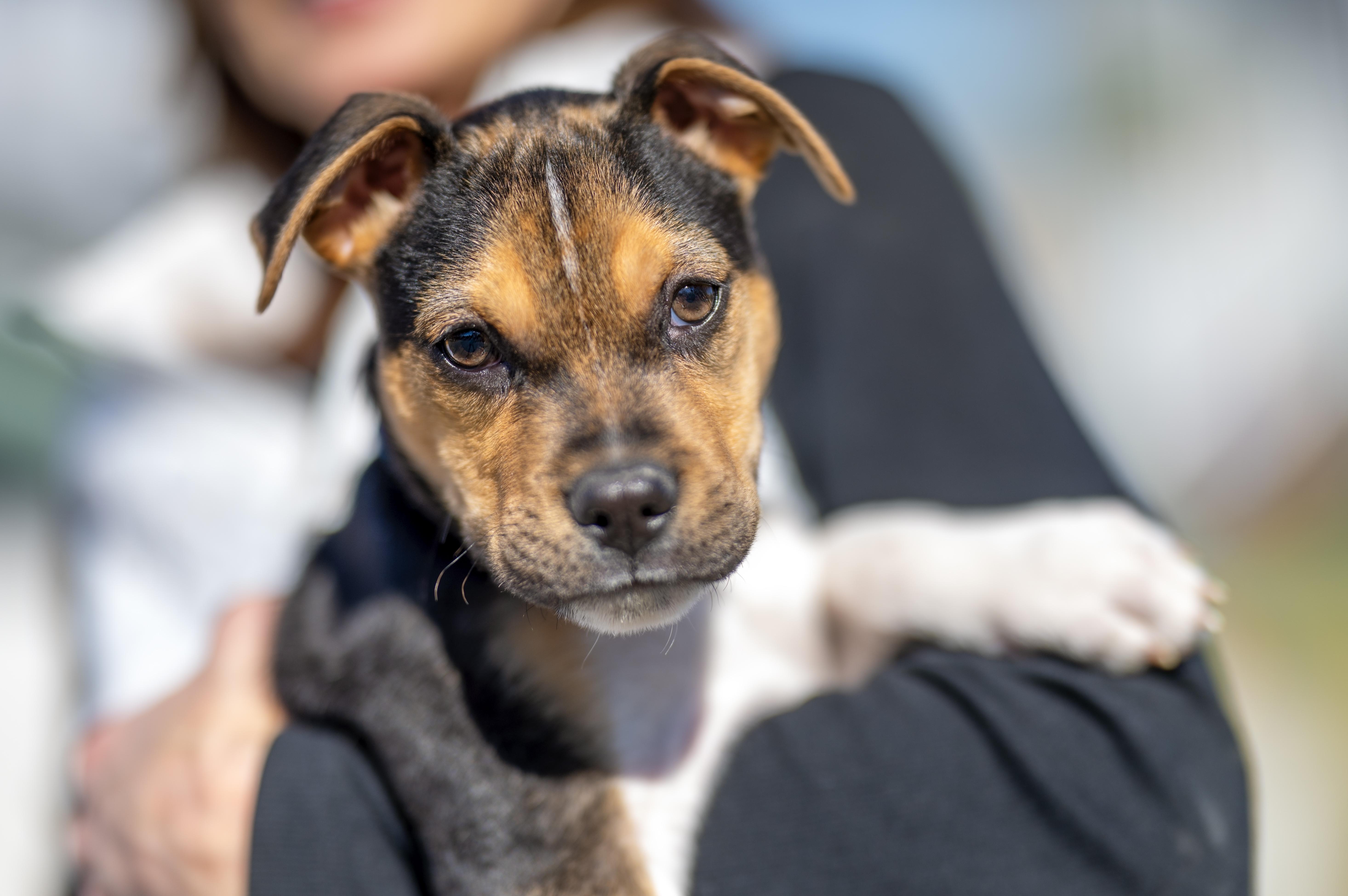 Buddy, Adoptable, Young Male Fox Terrier.