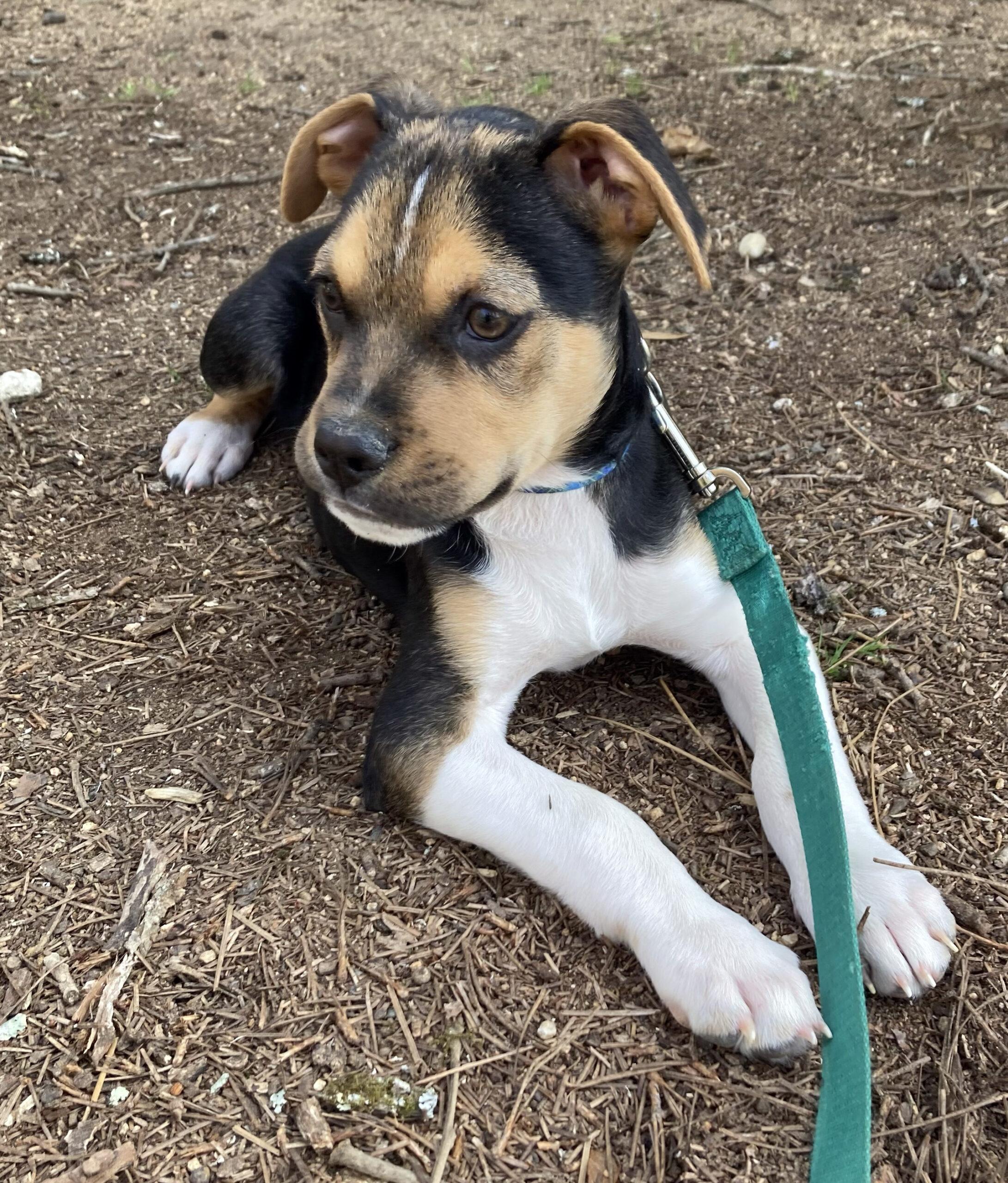 Enlarge Buddy, a Adoptable Fox Terrier in Chapel Hill, NC image 3/5