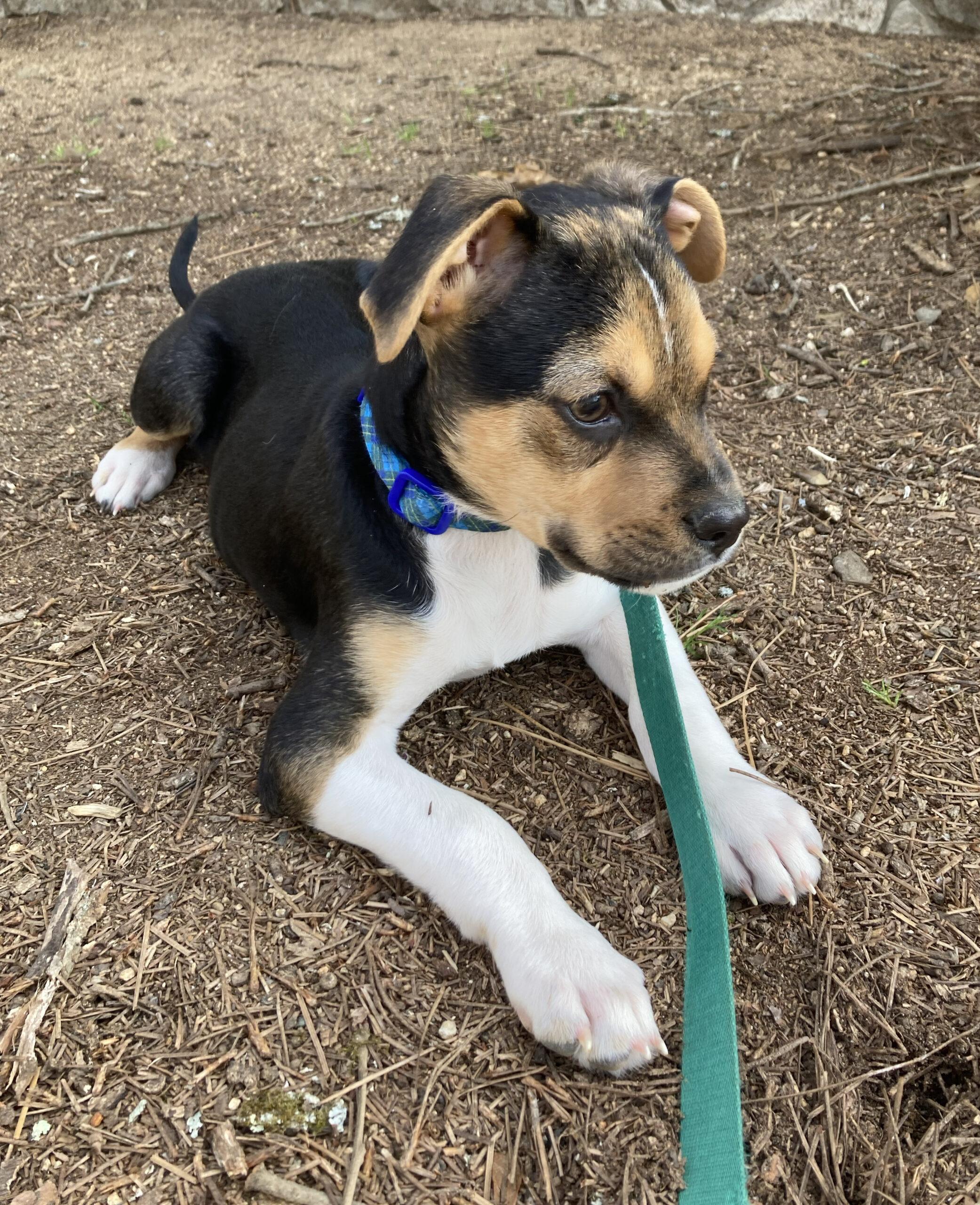 Enlarge Buddy, a Adoptable Fox Terrier in Chapel Hill, NC image 2/5