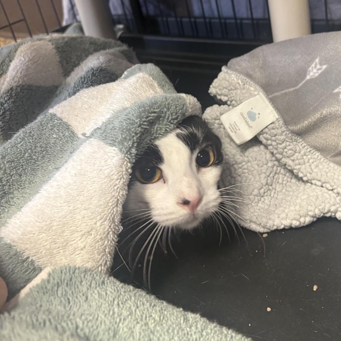 Shandy, ADOPTABLE, Young Female Domestic Short Hair.