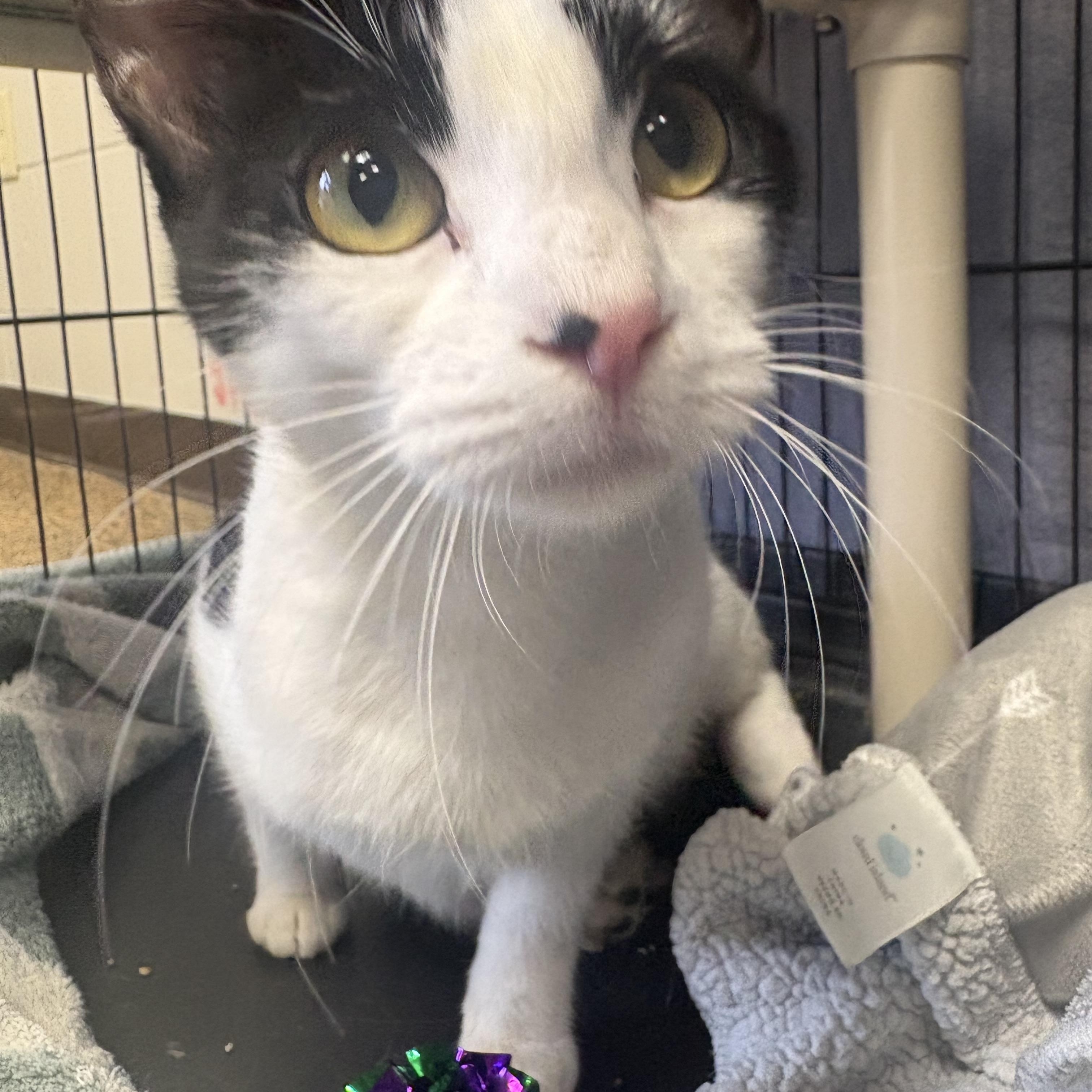 Enlarge Shandy, a ADOPTABLE Domestic Short Hair in Saint Charles, MO image 2/4
