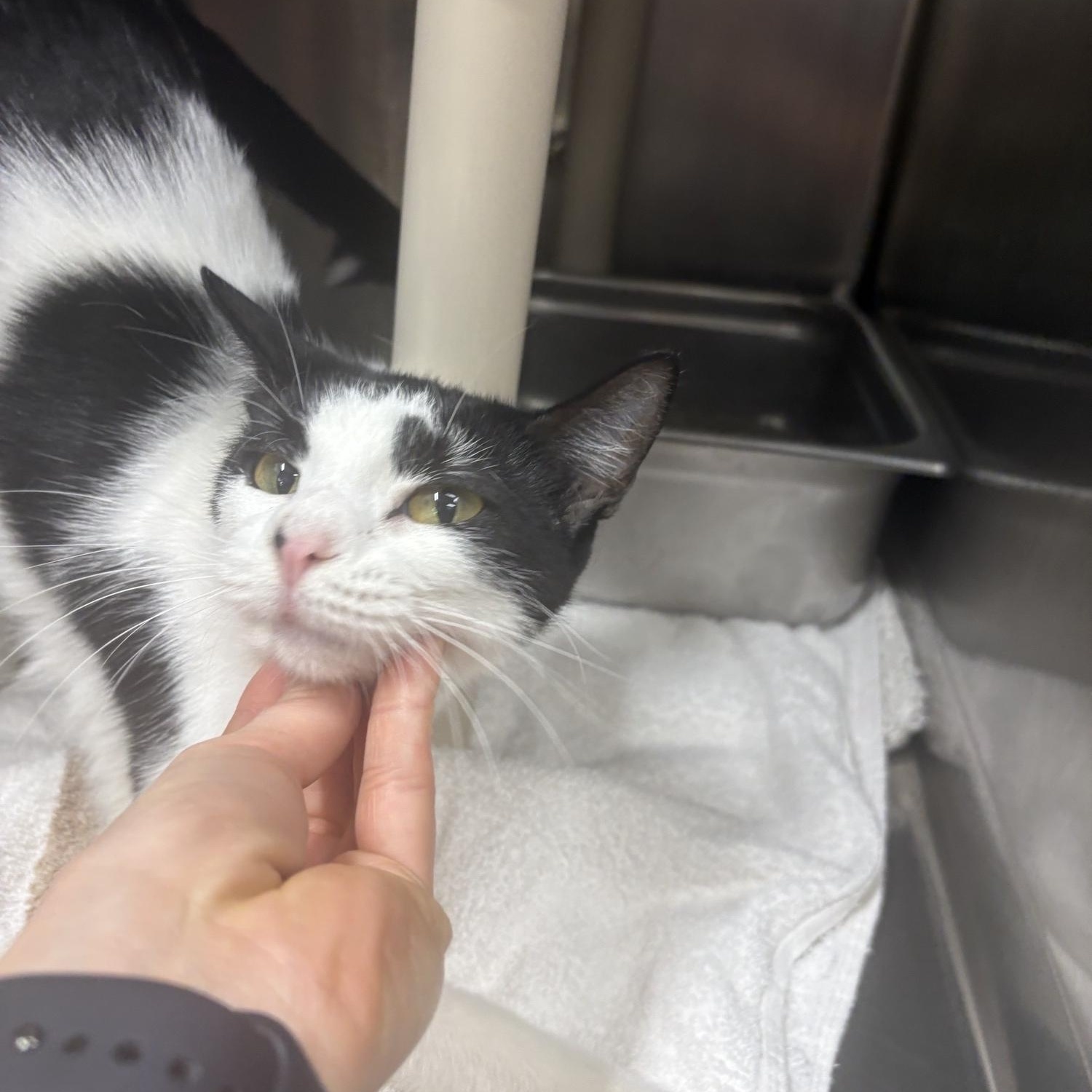 Enlarge Shandy, a ADOPTABLE Domestic Short Hair in Saint Charles, MO image 3/4