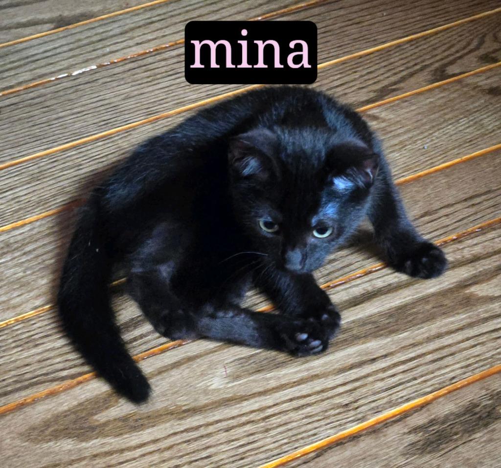 Enlarge Mina, a Adoptable mixed breed in Johnson City, TN image 1/4
