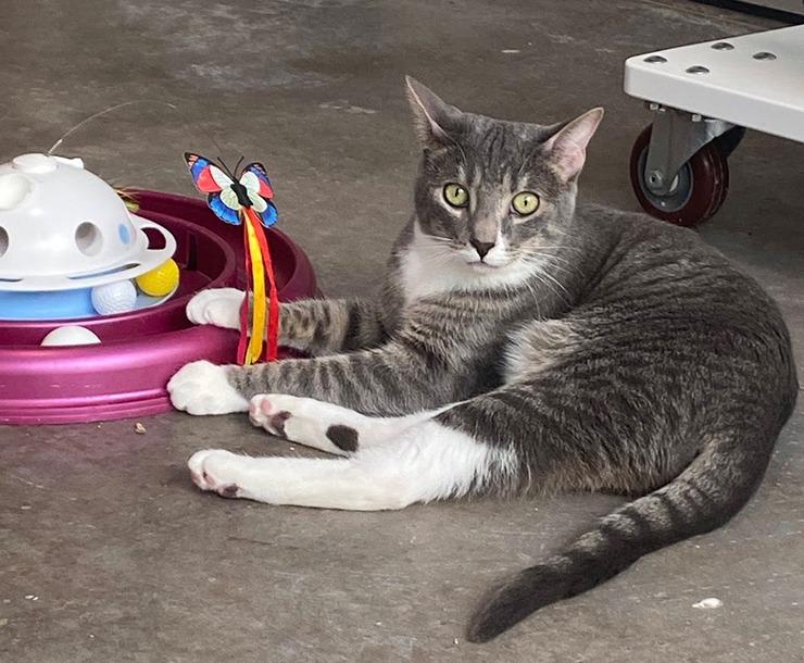 Daisy, Adoptable, Young Female Domestic Short Hair.