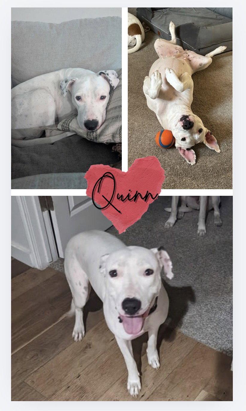 Quinn, Adoptable, Adult Female Pit Bull Terrier.