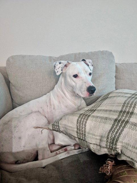 Enlarge Quinn, a Adoptable Pit Bull Terrier in Fort Collins, CO image 3/3