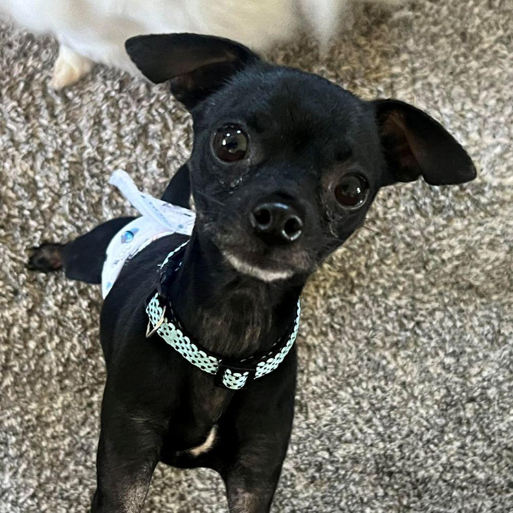 Rocky, a ADOPTABLE Chihuahua in Barrington, IL image 1/4