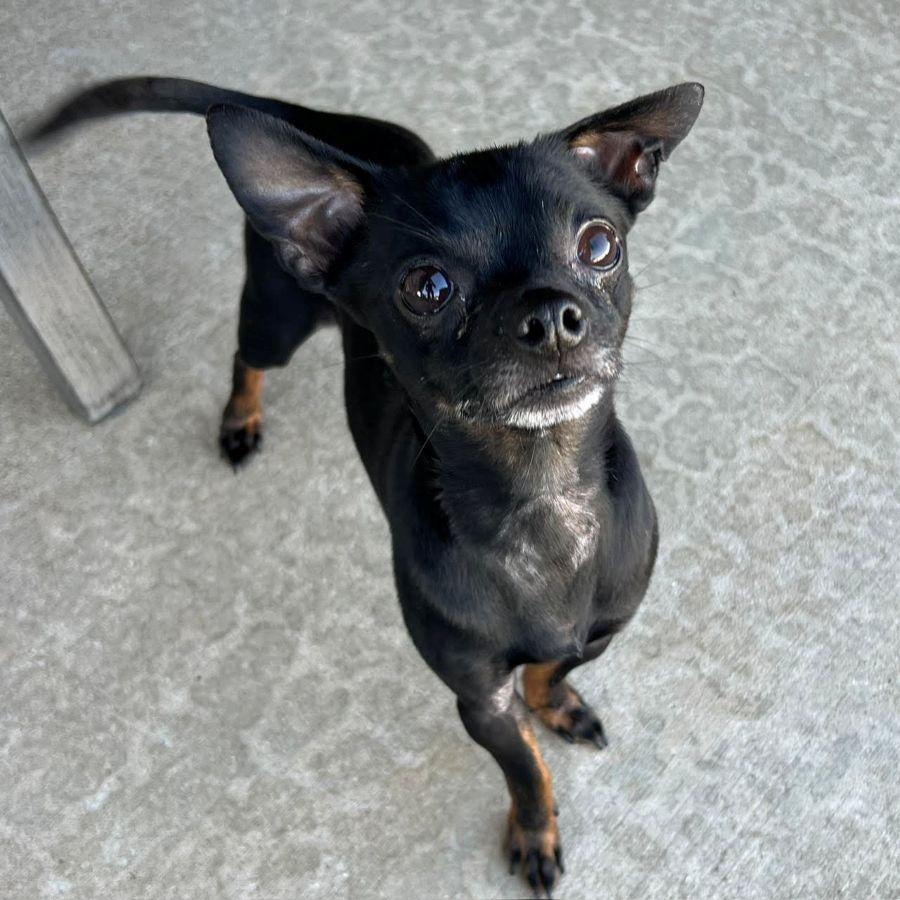 Rocky, a ADOPTABLE Chihuahua in Barrington, IL image 2/4