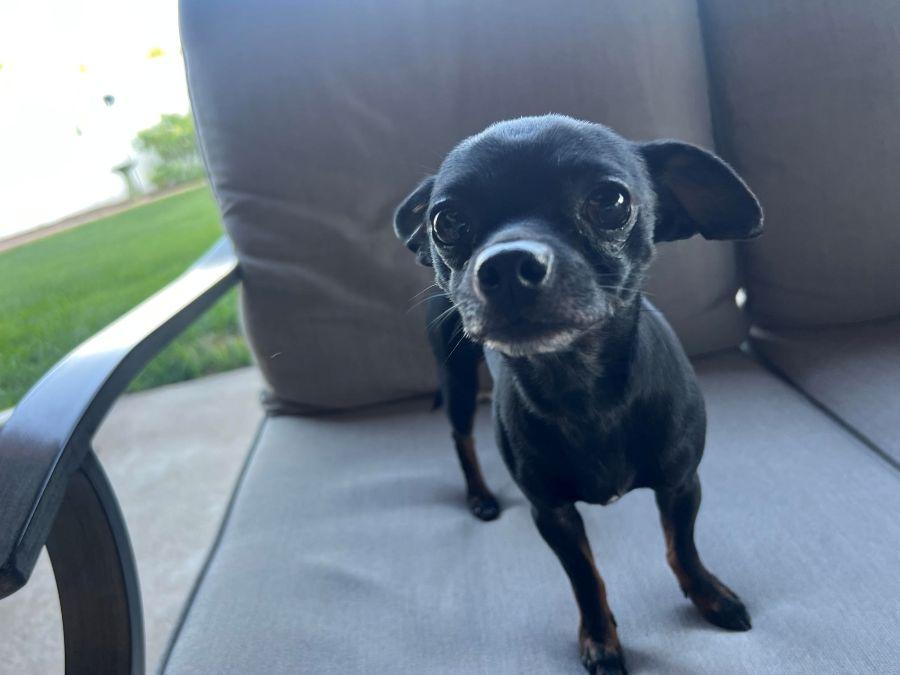 Rocky, a ADOPTABLE Chihuahua in Barrington, IL image 3/4