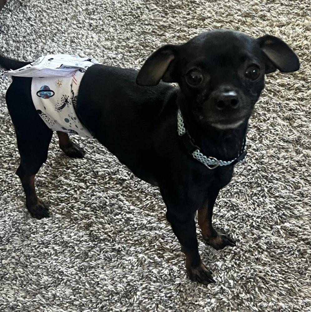 Rocky, a ADOPTABLE Chihuahua in Barrington, IL image 2/4