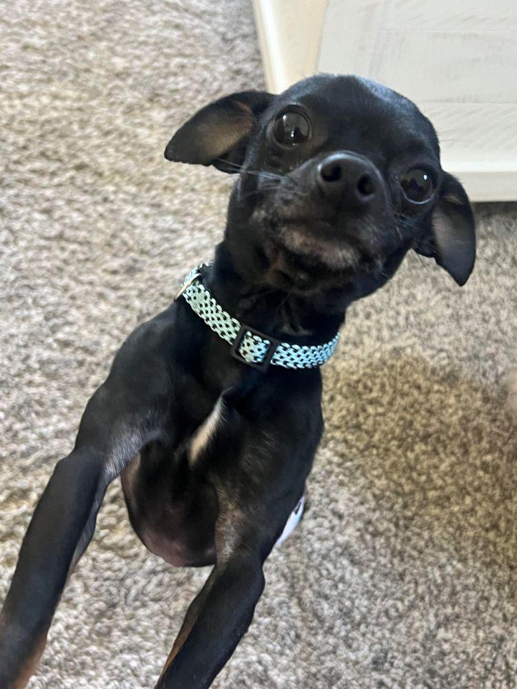Rocky, a ADOPTABLE Chihuahua in Barrington, IL image 3/4