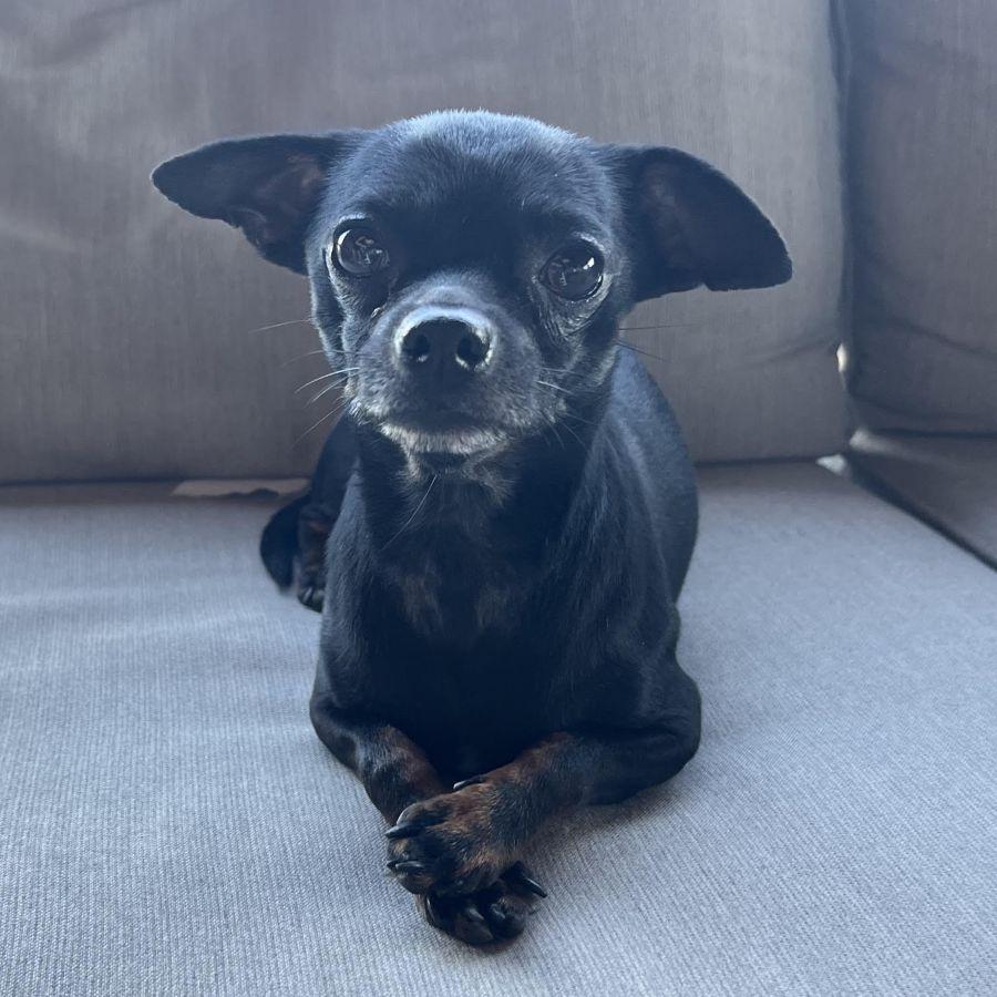 Rocky, ADOPTABLE, Adult Male Chihuahua.