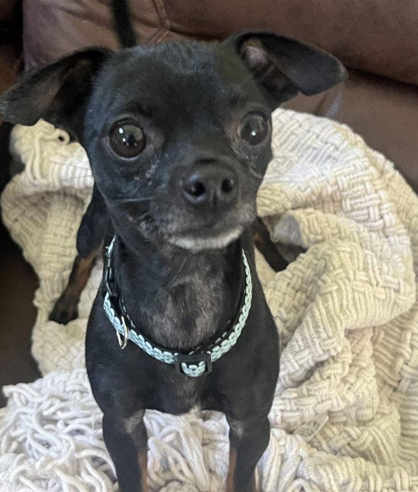 Rocky, a ADOPTABLE Chihuahua in Barrington, IL image 4/4