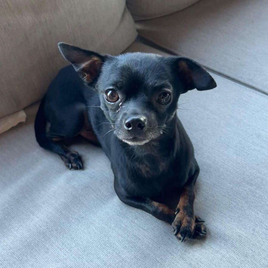 Rocky, a ADOPTABLE Chihuahua in Barrington, IL image 4/4