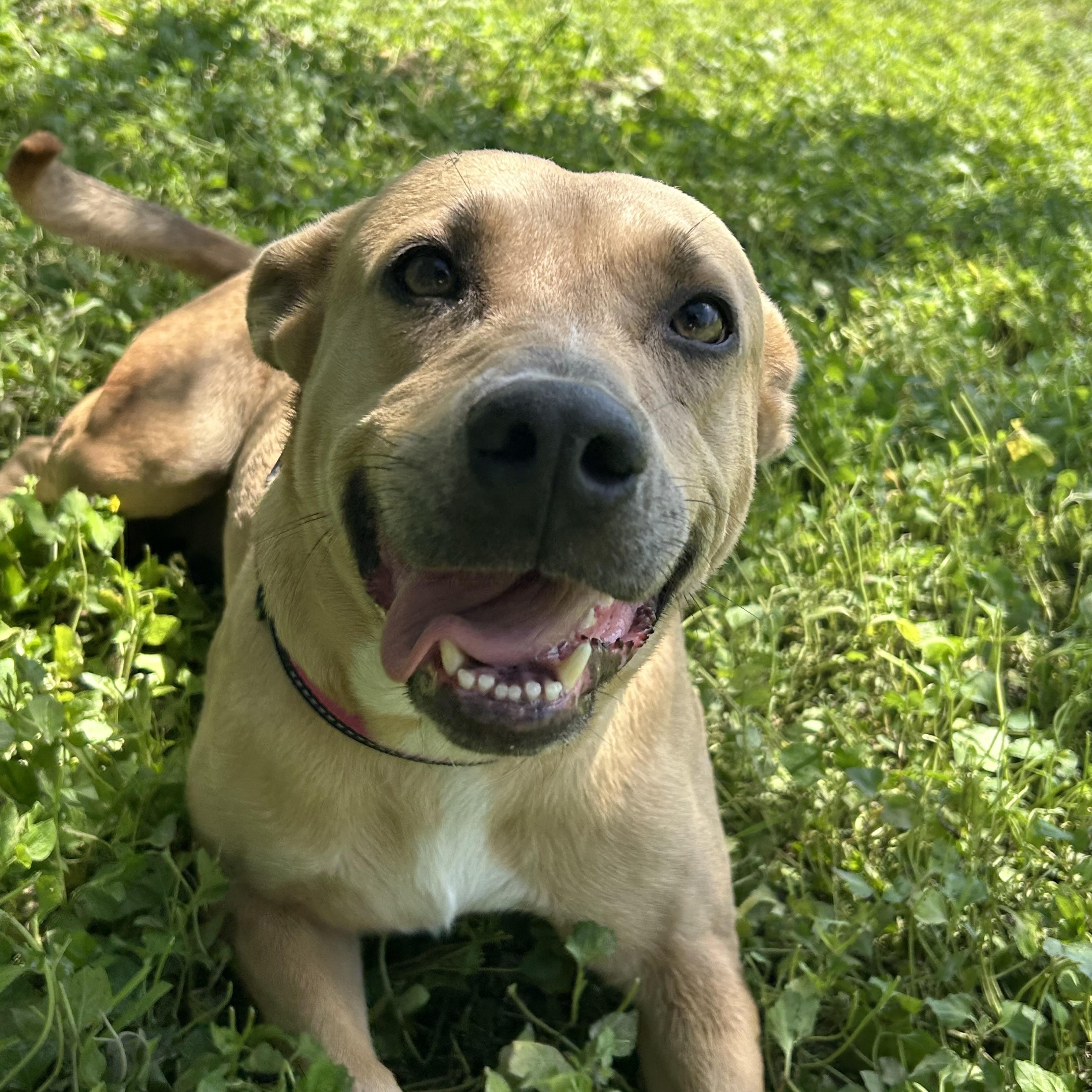 Sweet Cakes, a Adoptable mixed breed in Cibolo, TX image 2/2