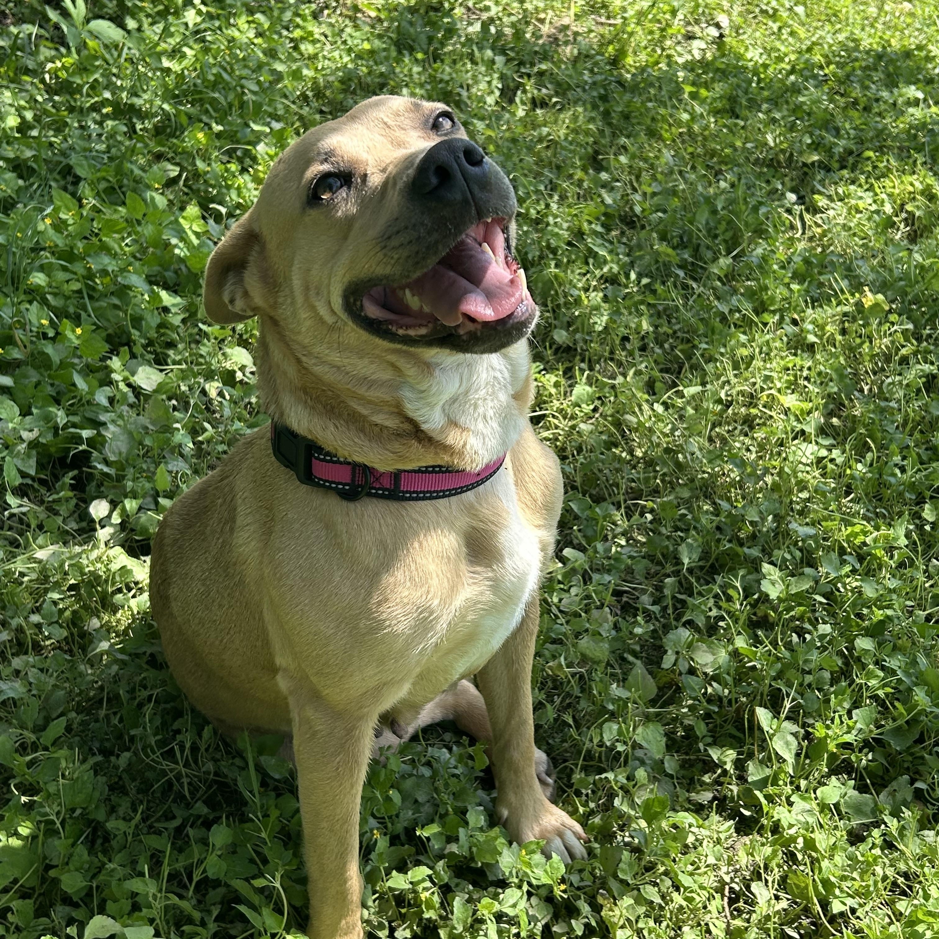 Sweet Cakes, Adoptable, Adult Female Cattle Dog.