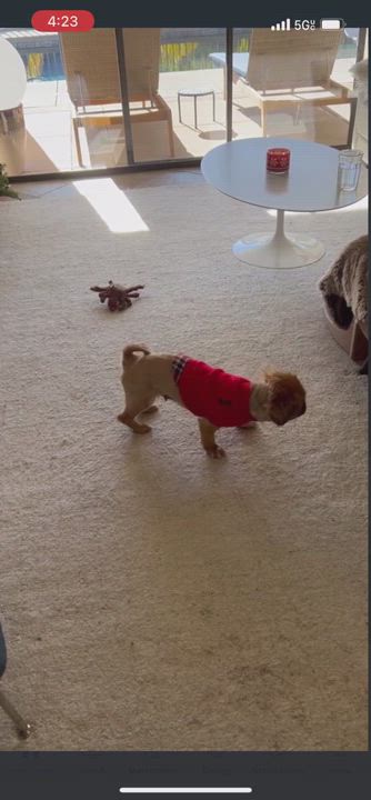 Enlarge Birdie , a Adopted Pekingese in Redlands , CA video 4/7