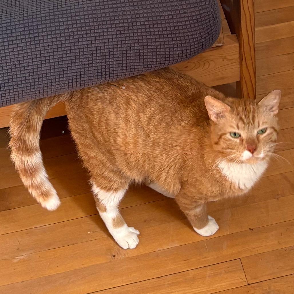 Maverick, a Adoptable Domestic Short Hair in Brookfield, WI image 1/5