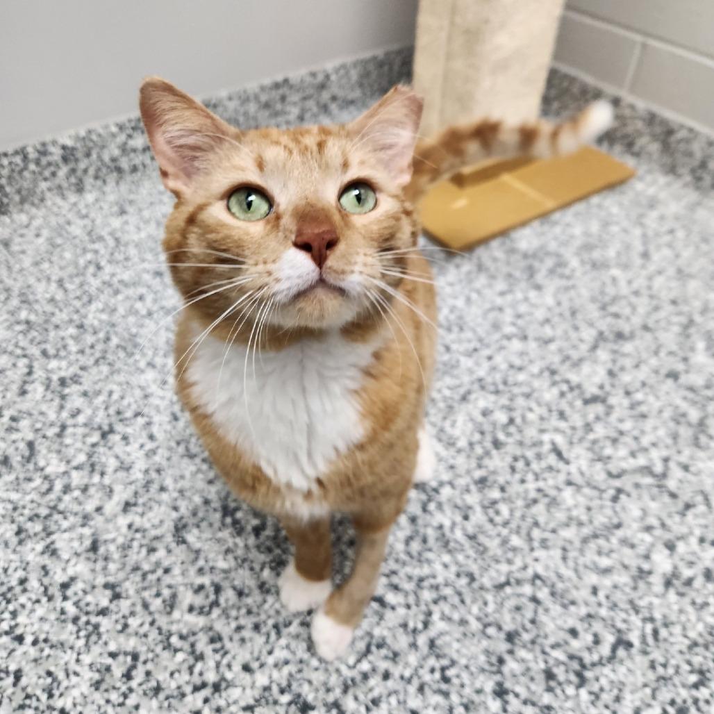 Maverick, a Adoptable Domestic Short Hair in Brookfield, WI image 2/5