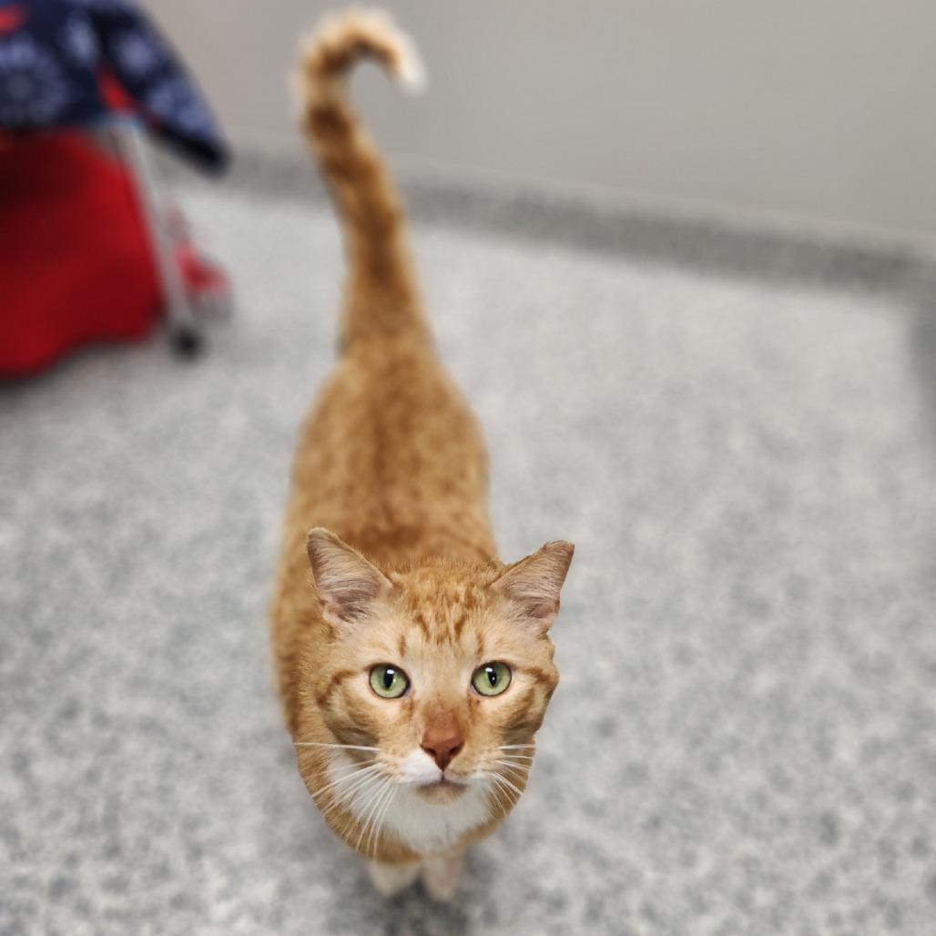 Maverick, a Adoptable Domestic Short Hair in Brookfield, WI image 3/5