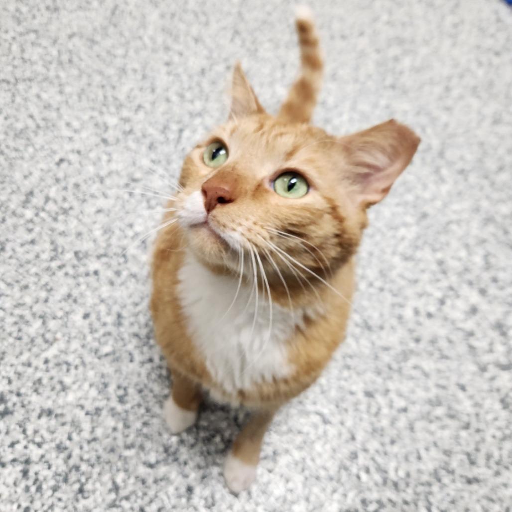 Maverick, a Adoptable Domestic Short Hair in Brookfield, WI image 4/5
