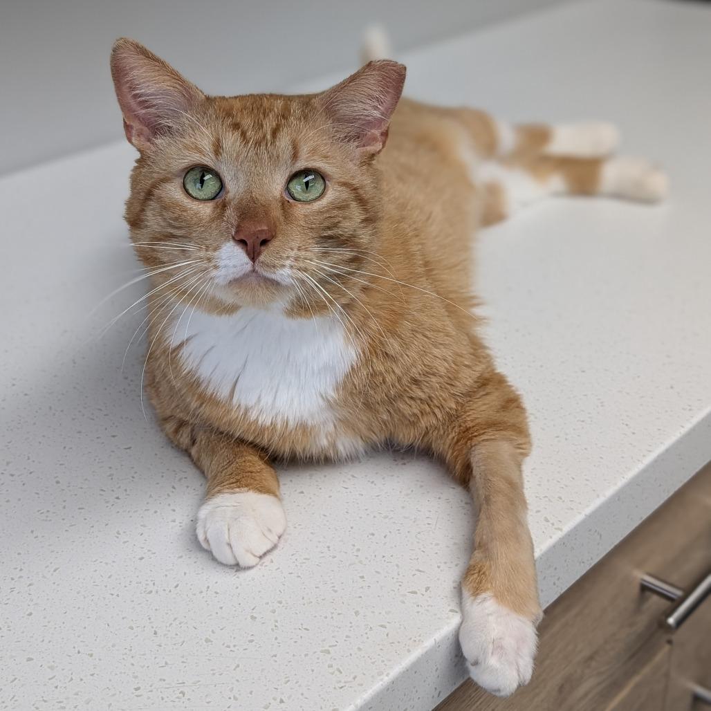Maverick, a Adoptable Domestic Short Hair in Brookfield, WI image 5/5