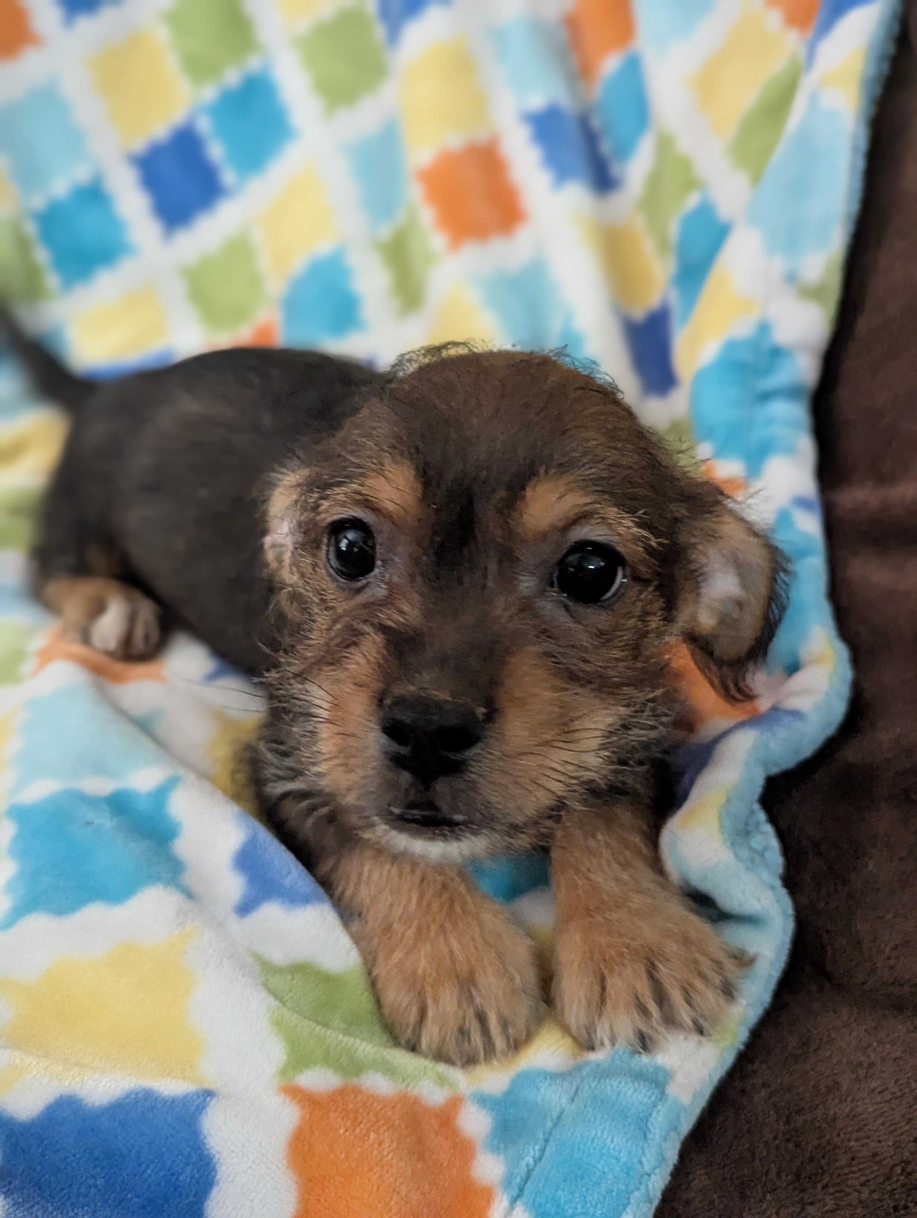 Enlarge Victor, an adopted mixed breed in San Jose, CA image 1/1