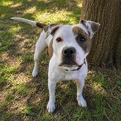 Enlarge Heartley, a Adoptable mixed breed in Merriam, KS image 1/1