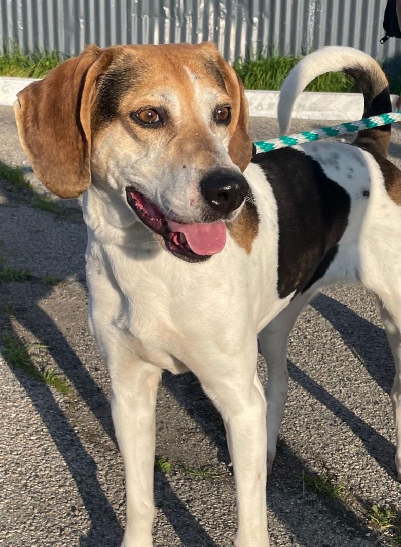 Enlarge Charlie, a Adoptable Treeing Walker Coonhound in Canoga Park, CA image 8/12