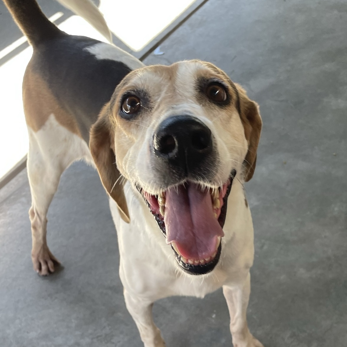 Charlie, Adoptable, Adult Female Treeing Walker Coonhound.