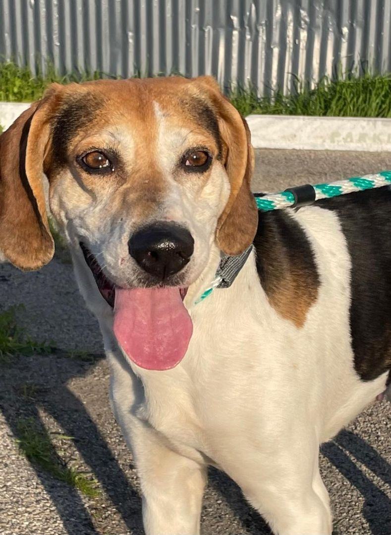 Enlarge Charlie, a Adoptable Treeing Walker Coonhound in Canoga Park, CA image 9/12