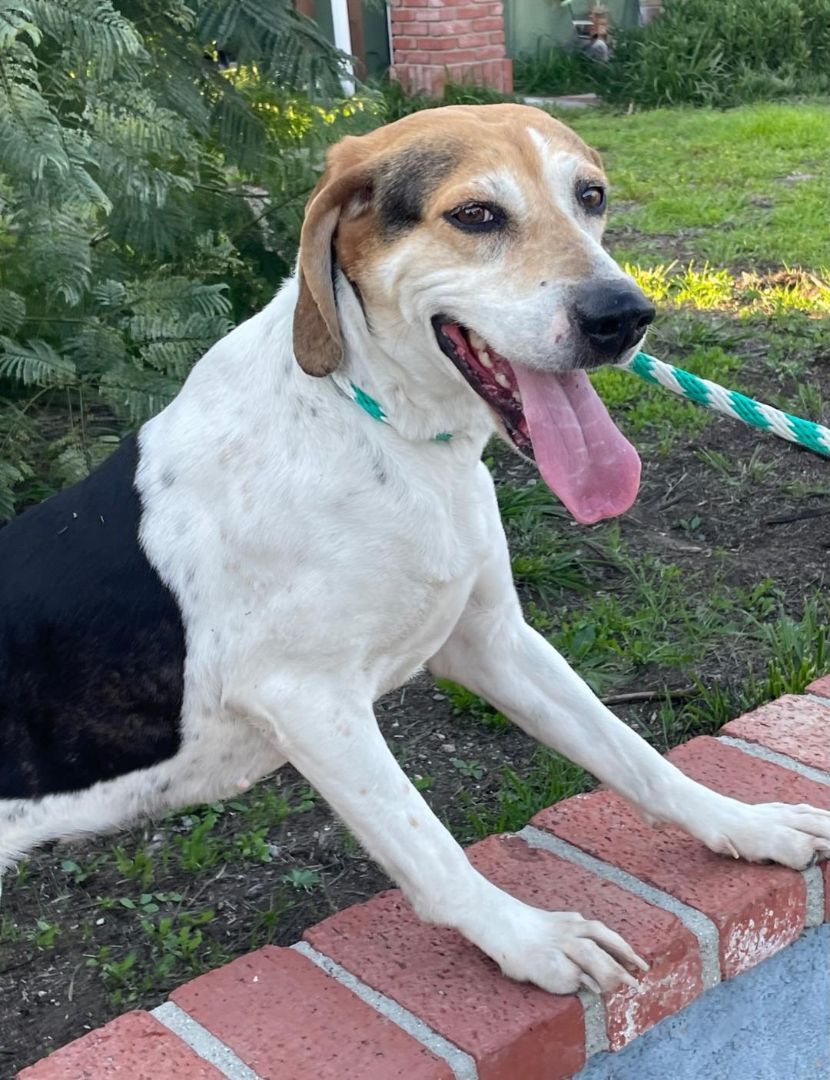Enlarge Charlie, a Adoptable Treeing Walker Coonhound in Canoga Park, CA image 10/12